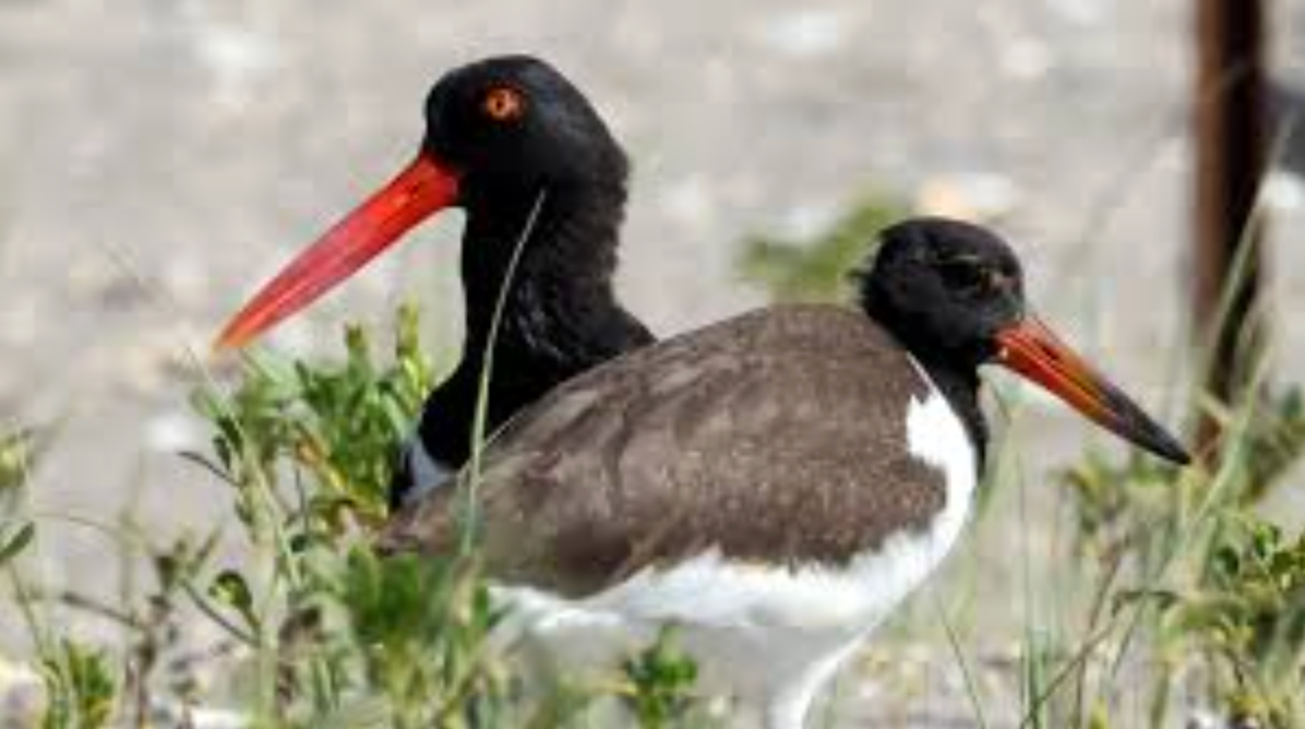 American oystercatchers American oystercatchers