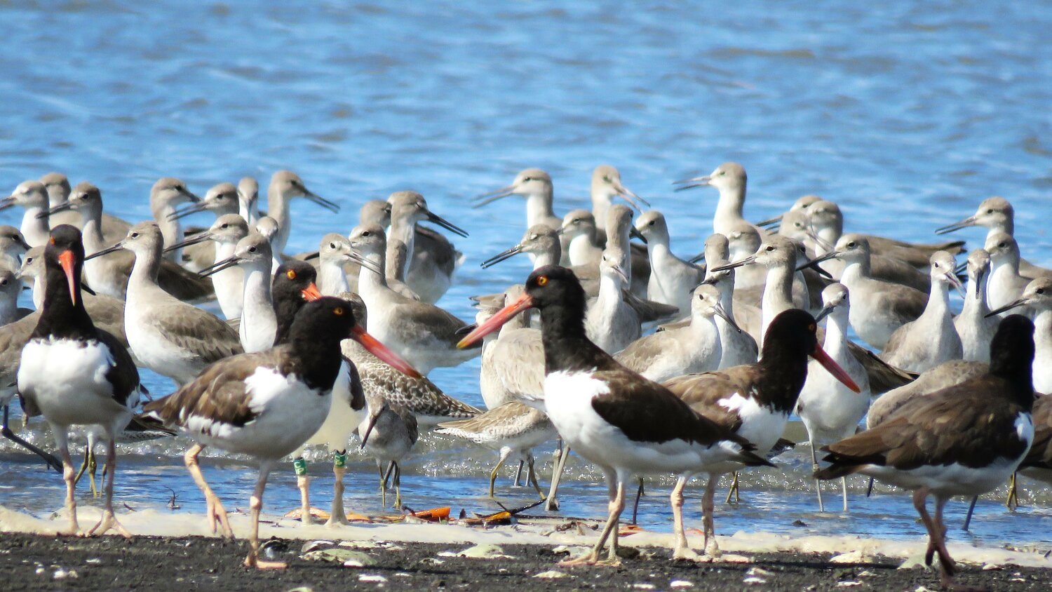 American oystercatchers American oystercatchers