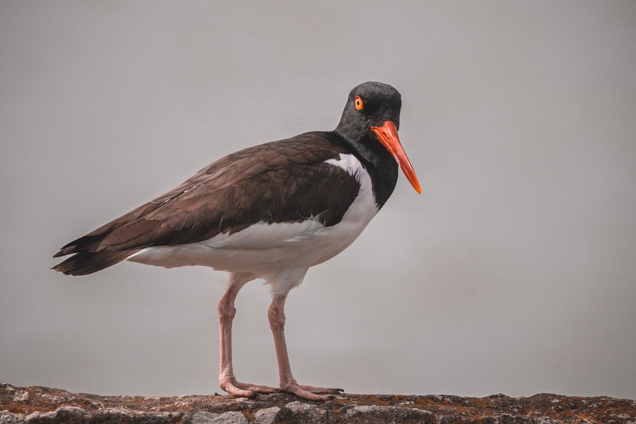An American oystercatcher, one of the bird species Brown has helped to preserve. An American oystercatcher, one of the bird species Brown has helped to preserve.