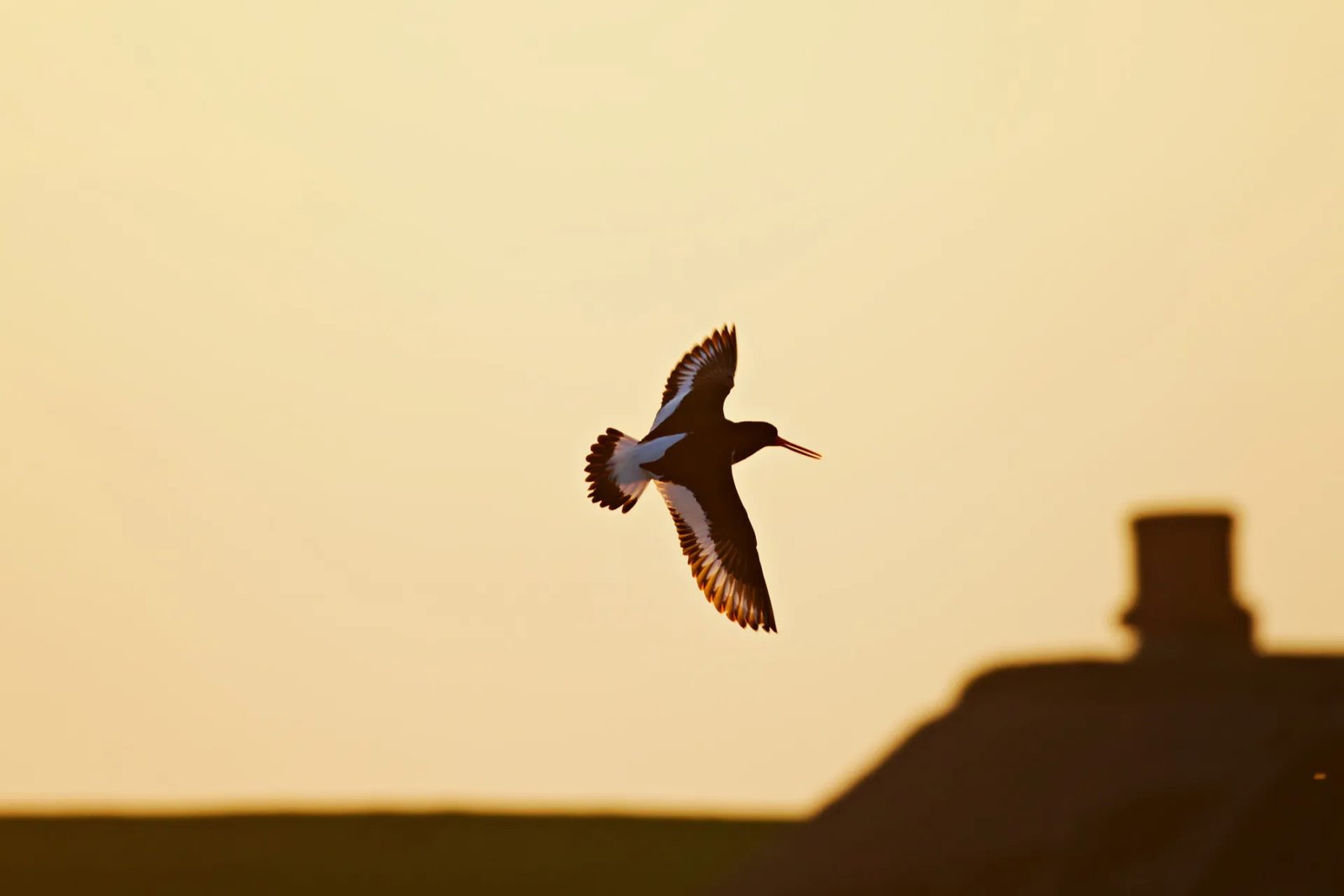 American oystercatcher American oystercatcher