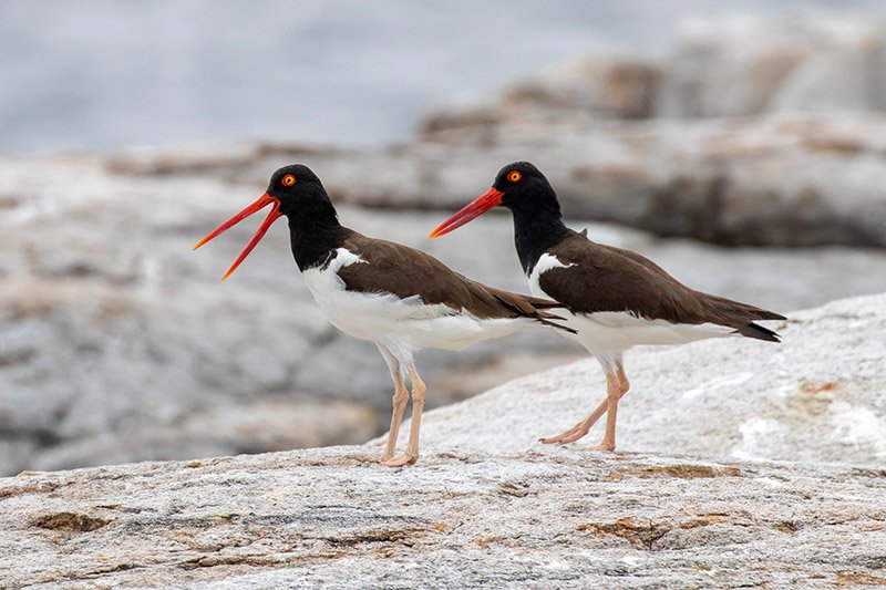The population of oystercatchers grew by 45 percent from 2008 to 2023 The population of oystercatchers grew by 45 percent from 2008 to 2023