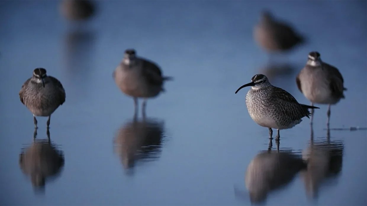 The migratory whimbrel stops off at Deveaux Bank in South Carolina. The migratory whimbrel stops off at Deveaux Bank in South Carolina.