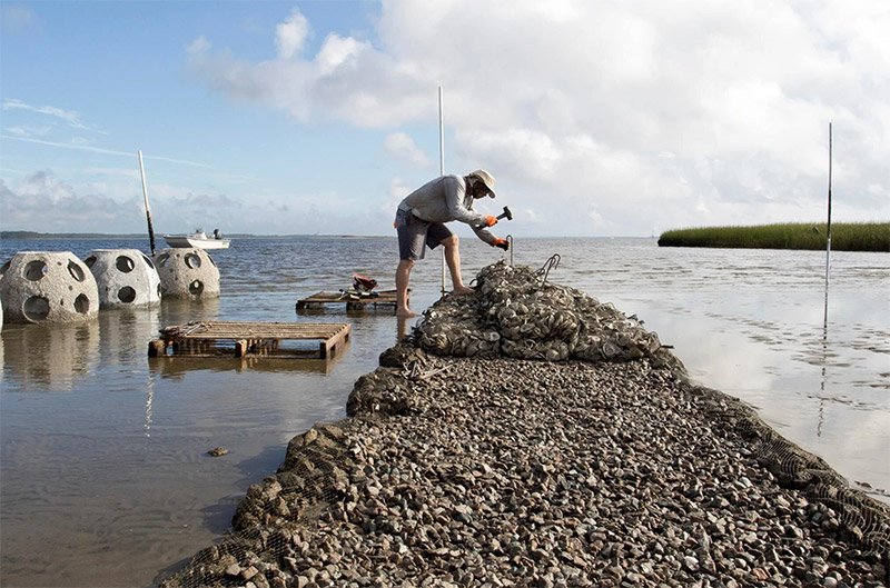 Oyster bags are secured at Shellbed Island Oyster bags are secured at Shellbed Island