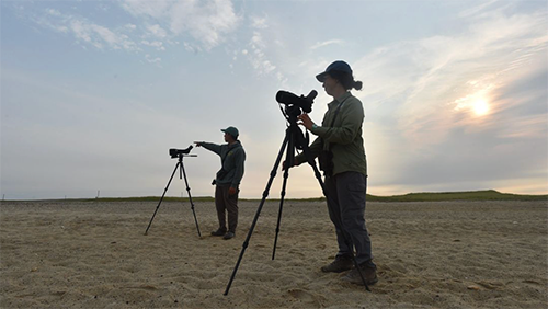 Shorebird Blitz count on Cape Cod Shorebird Blitz count on Cape Cod