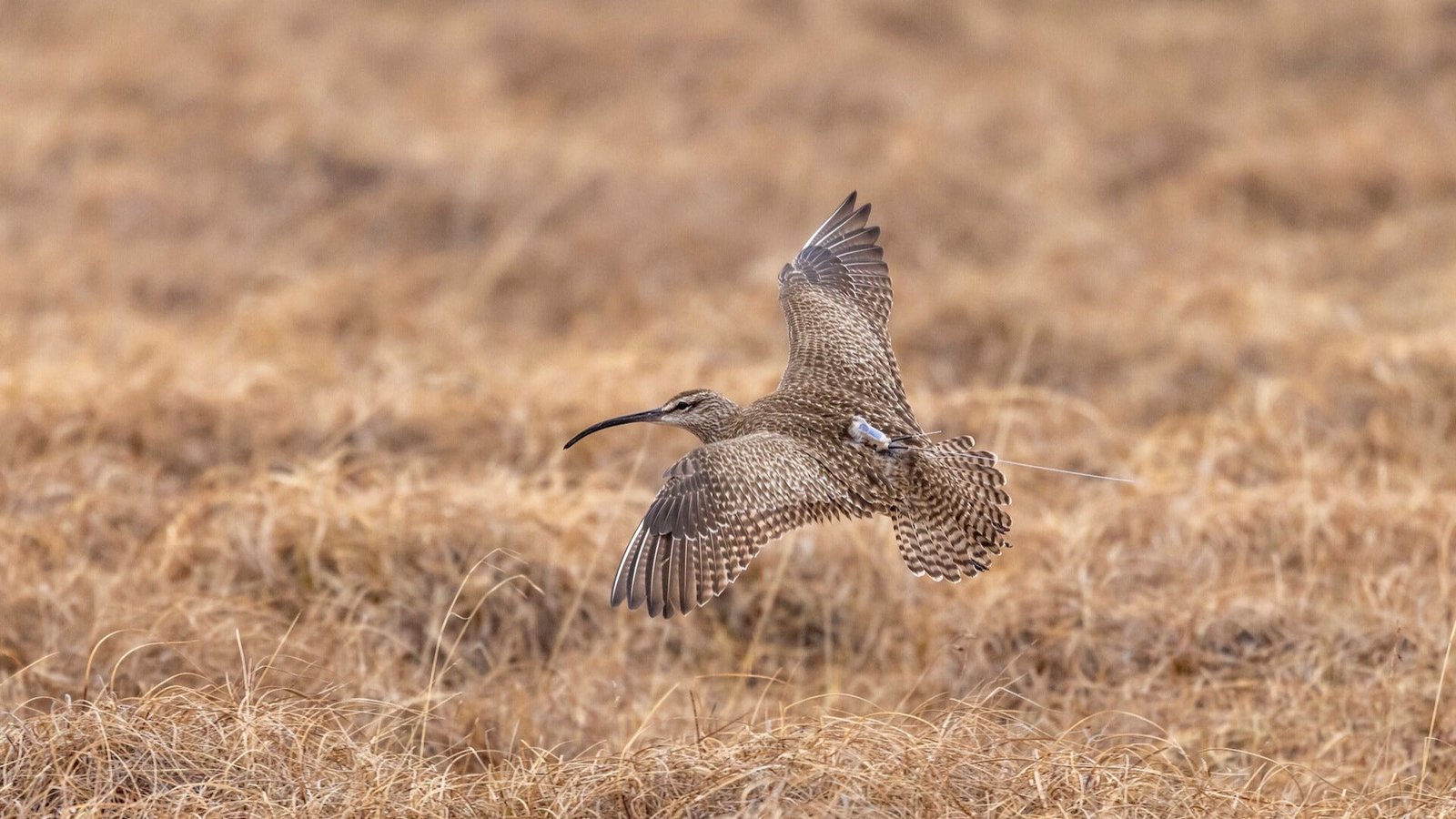 This image shows a juvenile whimbrel with a satellite tag. These birds are being tracked for conservation efforts. This image shows a juvenile whimbrel with a satellite tag. These birds are being tracked for conserv