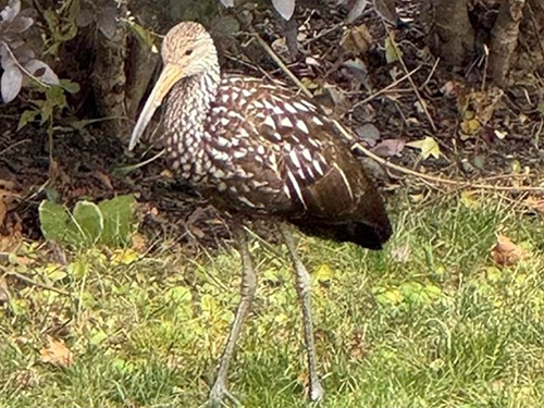 Limpkin bird Limpkin bird