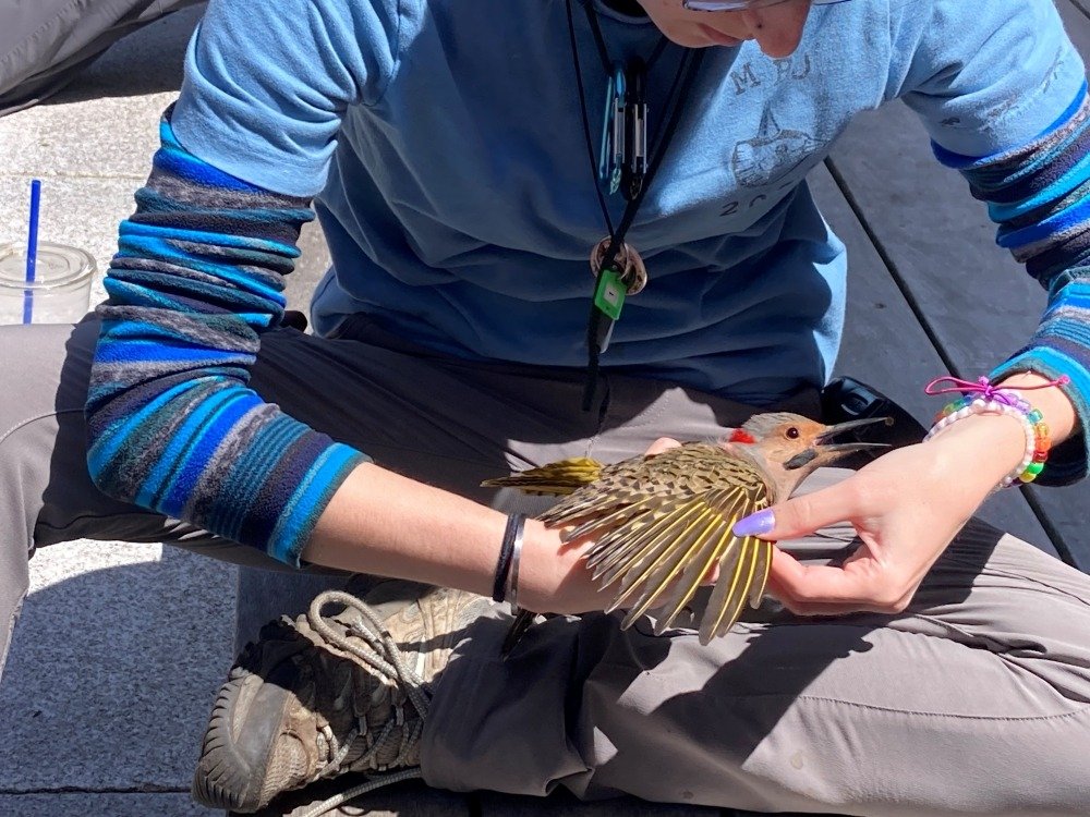 Wing feathers of a Northern flicker Wing feathers of a Northern flicker