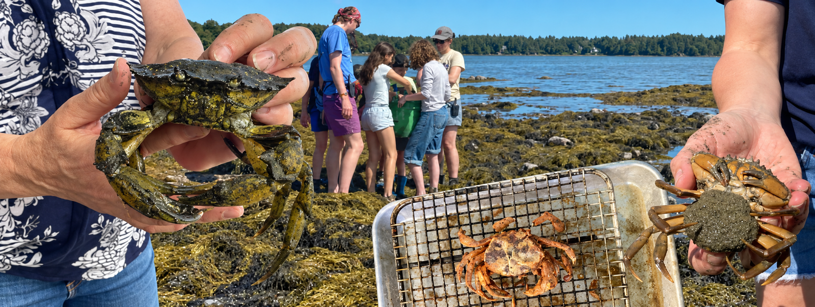 people holding green crabs