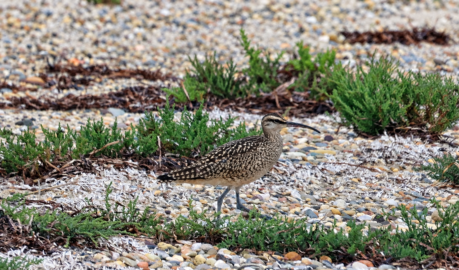 shorebird