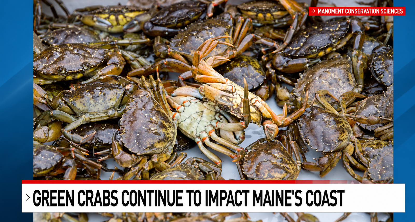 Green crabs