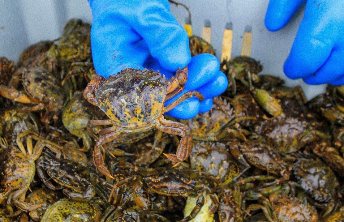 Someone holding green crab