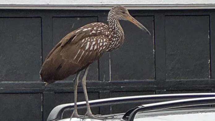 Limpkin Bird Limpkin Bird
