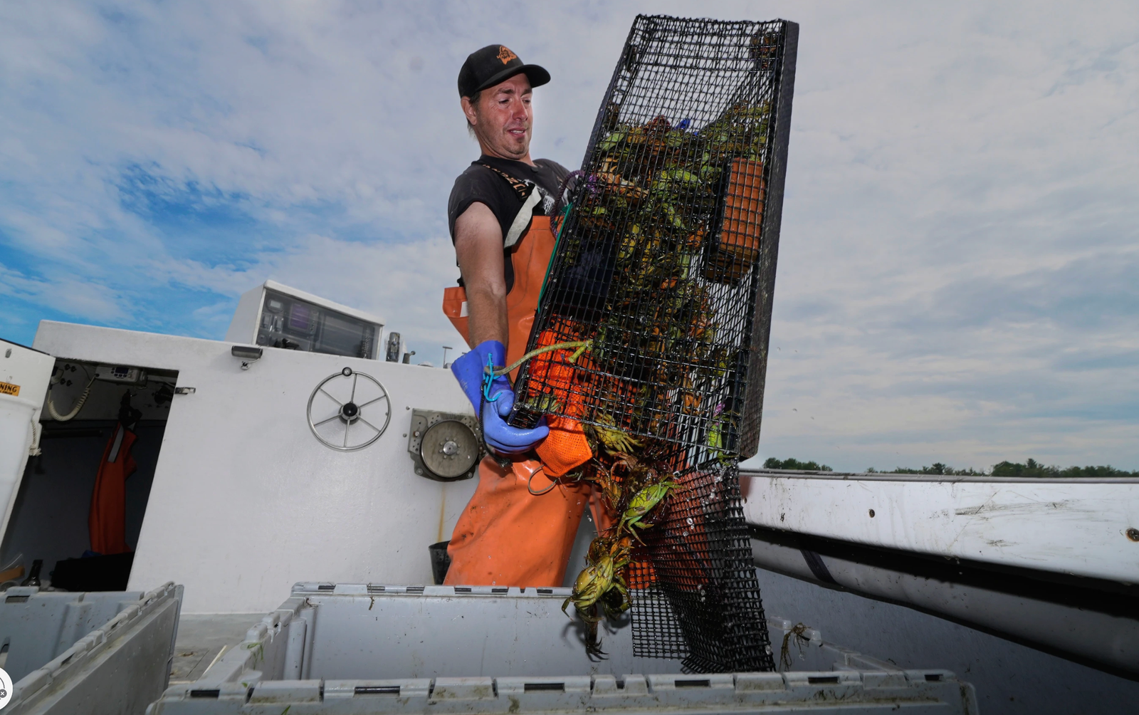 Fisherman collecting green crabs Fisherman collecting green crabs