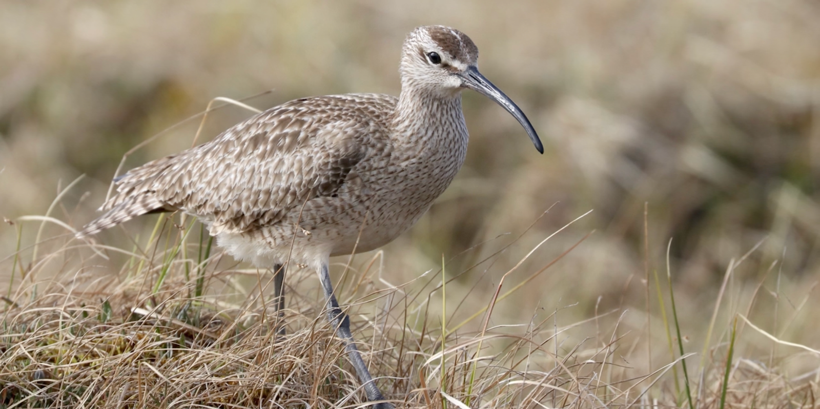 Brown Whimbrel bird 