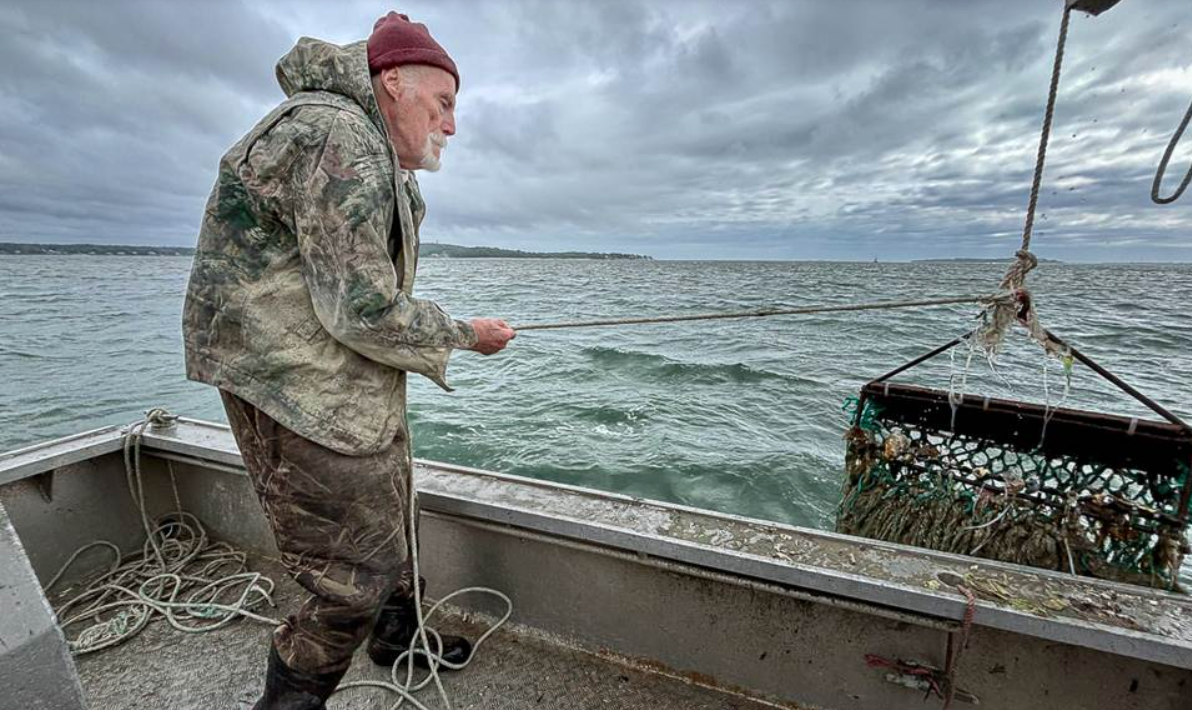 Oysterman catches oysters