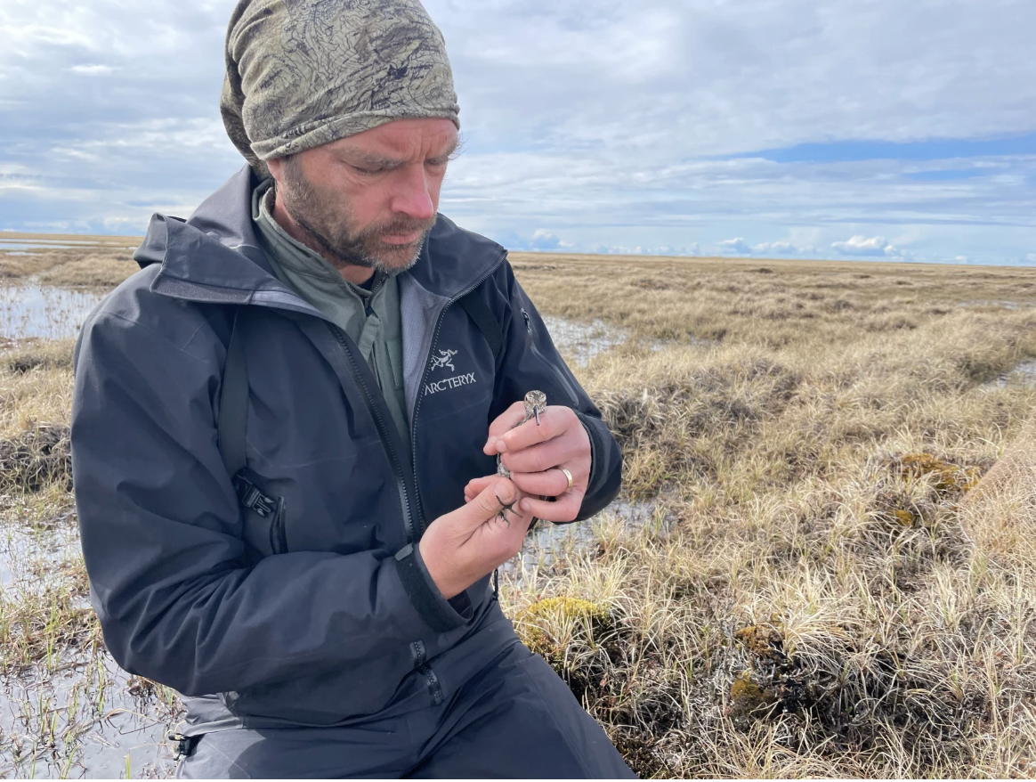 Man holding whimbrel bird