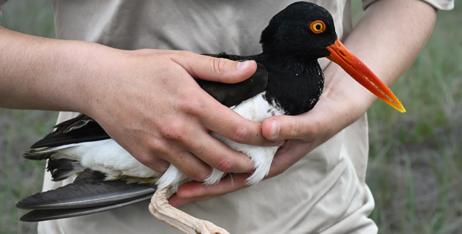 Man carries oystercatcher bird 