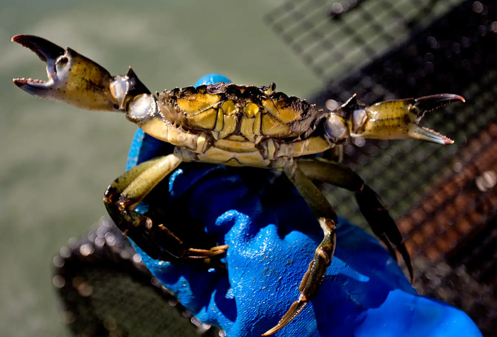 green crab green crab